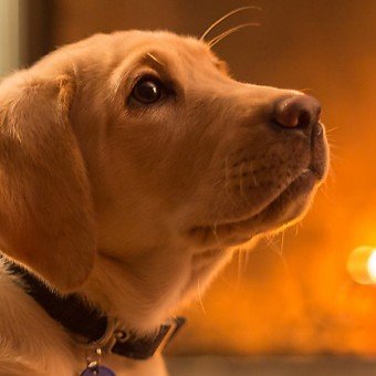Tips for Protecting Your Pet During a Wildfire